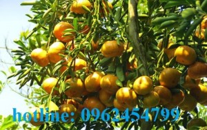 Chuyên cung cấp giống cây quýt đường thái lan chất lượng cao