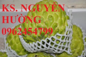 Chuyên cung cấp giống cây na thái lan chất lượng cao