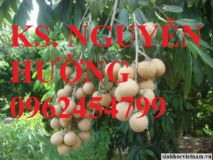 Chuyên cung cấp giống cây nhãn muộn miền Thiết Hưng Yên, nhãn muộn Hà Tây