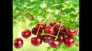 Hạt giống cherry