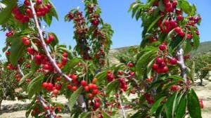 Hạt giống cherry