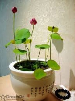 giống sen nước mini