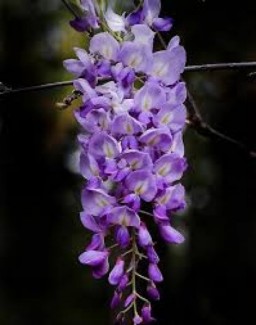 Hạt giống hoa tử đằng