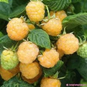 Hạt giống quả mâm xôi đỏ, đen, vàng
