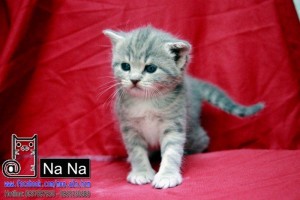 Tp.HCM Bán mèo Anh Lông Ngắn (ALN) thuần chủng xinh xắn