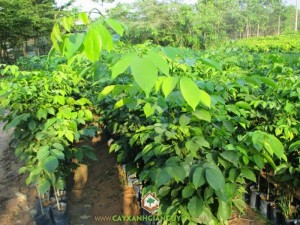 Cây Giáng Hương
