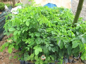Cây Giáng Hương