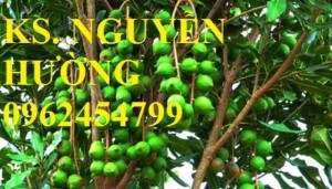 Chuyên cung cấp giống cây mắc ca chất lượng cao