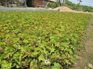 Cây Muồng Đen