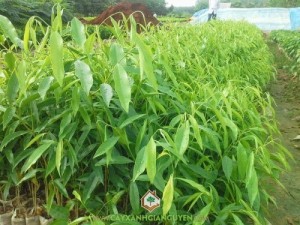 Cây Dó Bầu