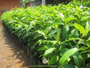 Cây Vối Bắc