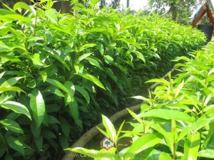 Cây Vối Bắc