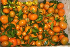 Chuyên cung cấp giống cây cam đường canh