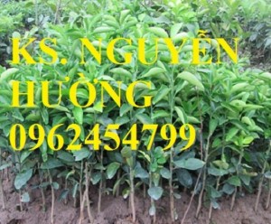 Chuyên cung cấp giống cây cam đường canh