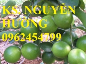Bán giống cây chanh bốn mùa, tứ quý, chanh mỹ không hạt, chanh đào, chanh trùm, chanh giấy limca