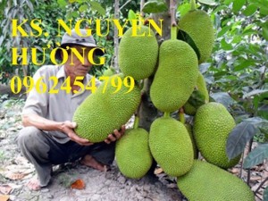 Chuyên cung cấp giống cây mít ruột đỏ, mít thái changai, mít thái không hạt, mít thái siêu sớm, Mít nghệ