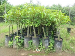 Cây Sầu Riêng Thái