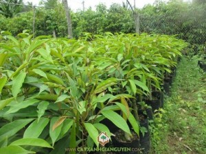 Cây Sầu Riêng Thái