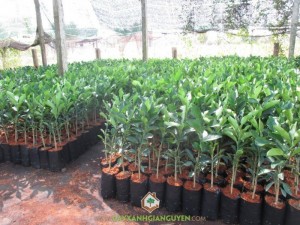 Cây Bưởi Da Xanh