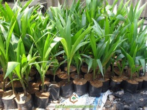 Cây Dừa Xiêm Lùn