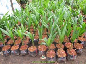 Cây Dừa Xiêm Lùn