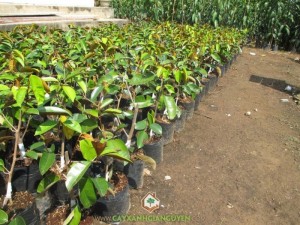 Cây Vú Sữa Lò Rèn