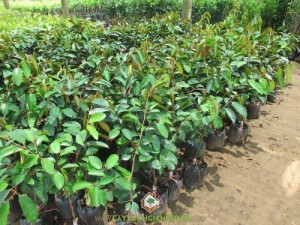 Cây Vú Sữa Lò Rèn