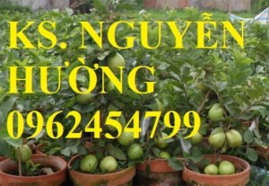 Trọng lượng trung bình 350- 400g/trái