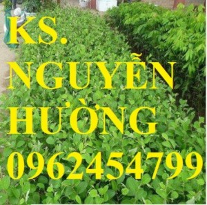 Chuyên cung cấp giống táo thái lan, táo đại, táo đài loan, táo đào vàng