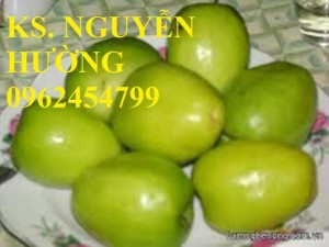 Chuyên cung cấp giống táo thái lan, táo đại, táo đài loan, táo đào vàng