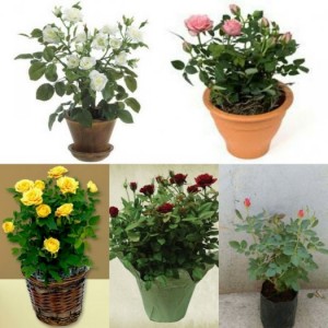 Hồng tỉ muội chậu đà lạt