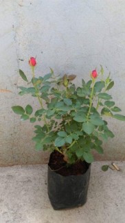 Hồng tỉ muội chậu đà lạt