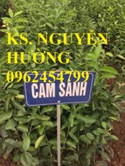 Chuyên cung cấp giống cây cam sành chất lượng cao