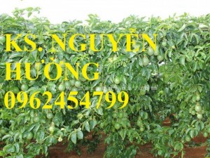 Cây giống chanh dây, chanh leo, lạc tiên, mác mác chất lượng cao