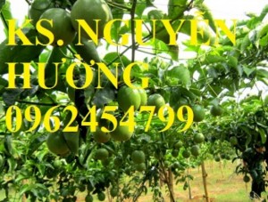 Cây giống chanh dây, chanh leo, lạc tiên, mác mác chất lượng cao