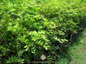 Cây Nhãn Xuồng Cơm Vàng