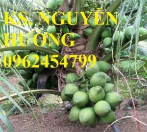 Chuyên cung cấp giống cây dừa xiêm lùn
