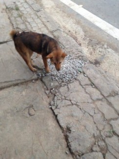Bán em cộc đuôi thỏ (CỘC LỬNG)