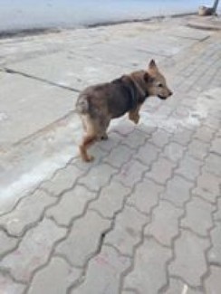 Bán em cộc đuôi thỏ (CỘC LỬNG)