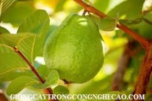 Chuyên cung cấp giống cây ổi nữ hoàng