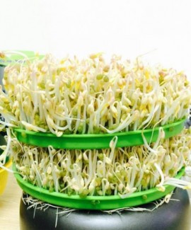 GIÁ ĐỖ SAU 2 NGÀY