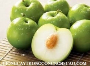 Bán Giống Táo Thái Lan, Táo Đại, Táo Đào Vàng, Táo Chua Gia Lộc, Táo Ngọt H12