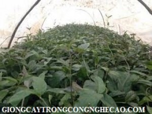 Bán các loại cây dược liệu: Ba kích, Đinh lăng, Cà Gai leo, Hà Thủ ô đỏ, xạ đen, khôi nhung