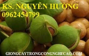 Chuyên cung cấp giống cây mắc ca