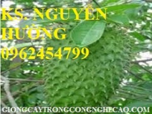 Chuyên cung cấp giống cây mãng cầu xiêm hay mãng cầu gai