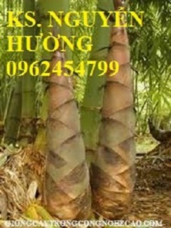 Chuyên cung cấp giống cây tre măng bát độ