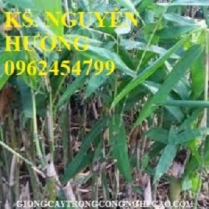 Chuyên cung cấp giống cây tre măng bát độ