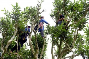 Háii chè trong vườn chè nguyên liệu (bản người Cờ Lao)