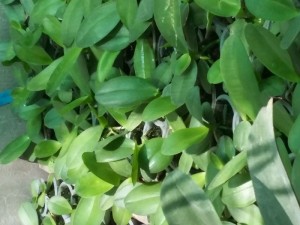 Hồ điệp size cây khoẻ, đẹp