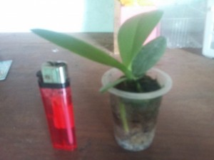 Hồ điệp size cây khoẻ, đẹp